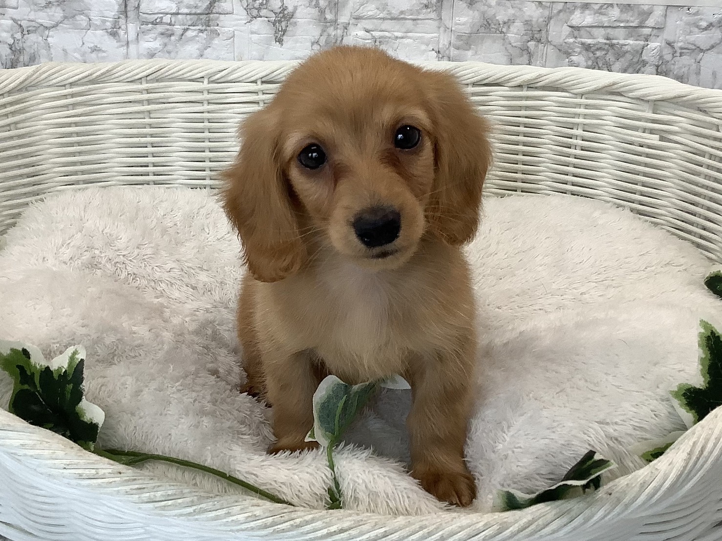 カニヘンダックス・ロング（動画あり） | 総合ペットショップ マルエス