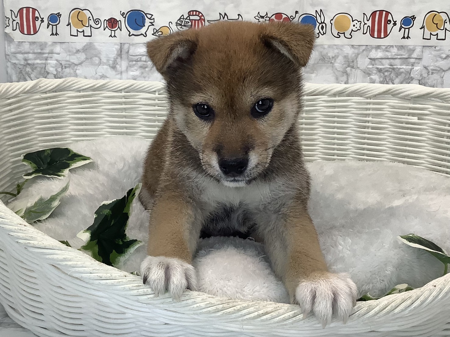 奈良県の柴犬(標準サイズ) (マルエスペット 富雄店/2025年3月23日生まれ/男の子/赤)の子犬の4枚目の画像
