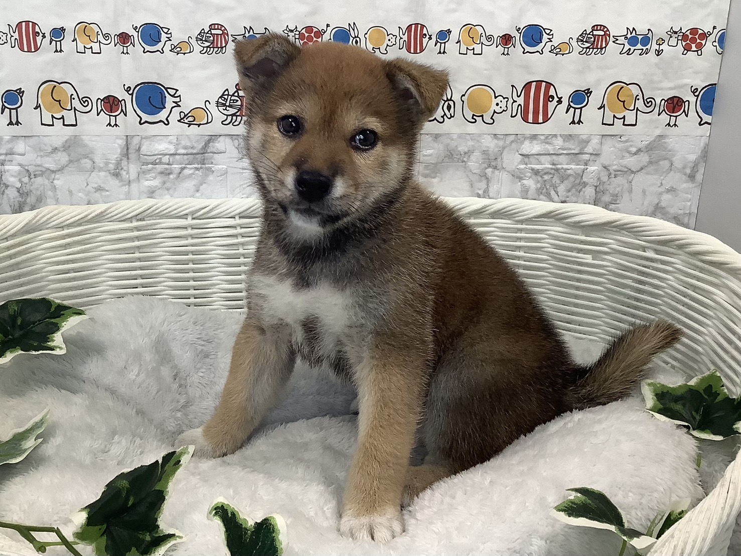 奈良県の柴犬(標準サイズ) (マルエスペット 富雄店/2025年3月23日生まれ/男の子/赤)の子犬の3枚目の画像
