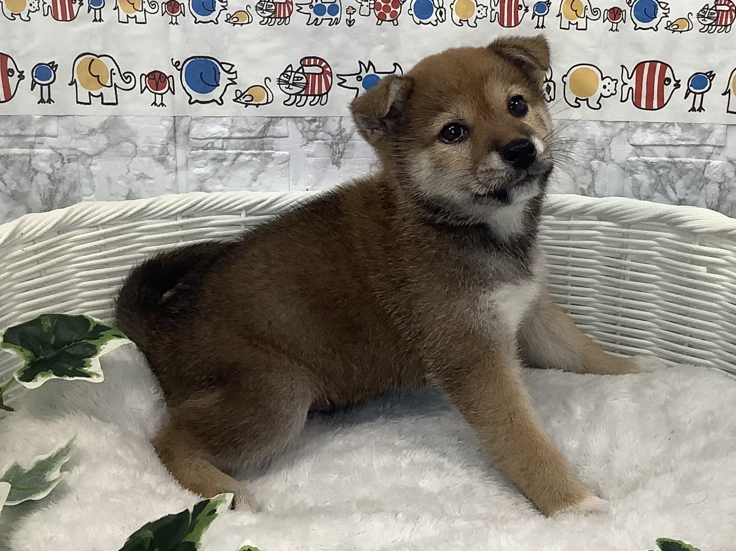 奈良県の柴犬(標準サイズ) (マルエスペット 富雄店/2025年3月23日生まれ/男の子/赤)の子犬の2枚目の画像