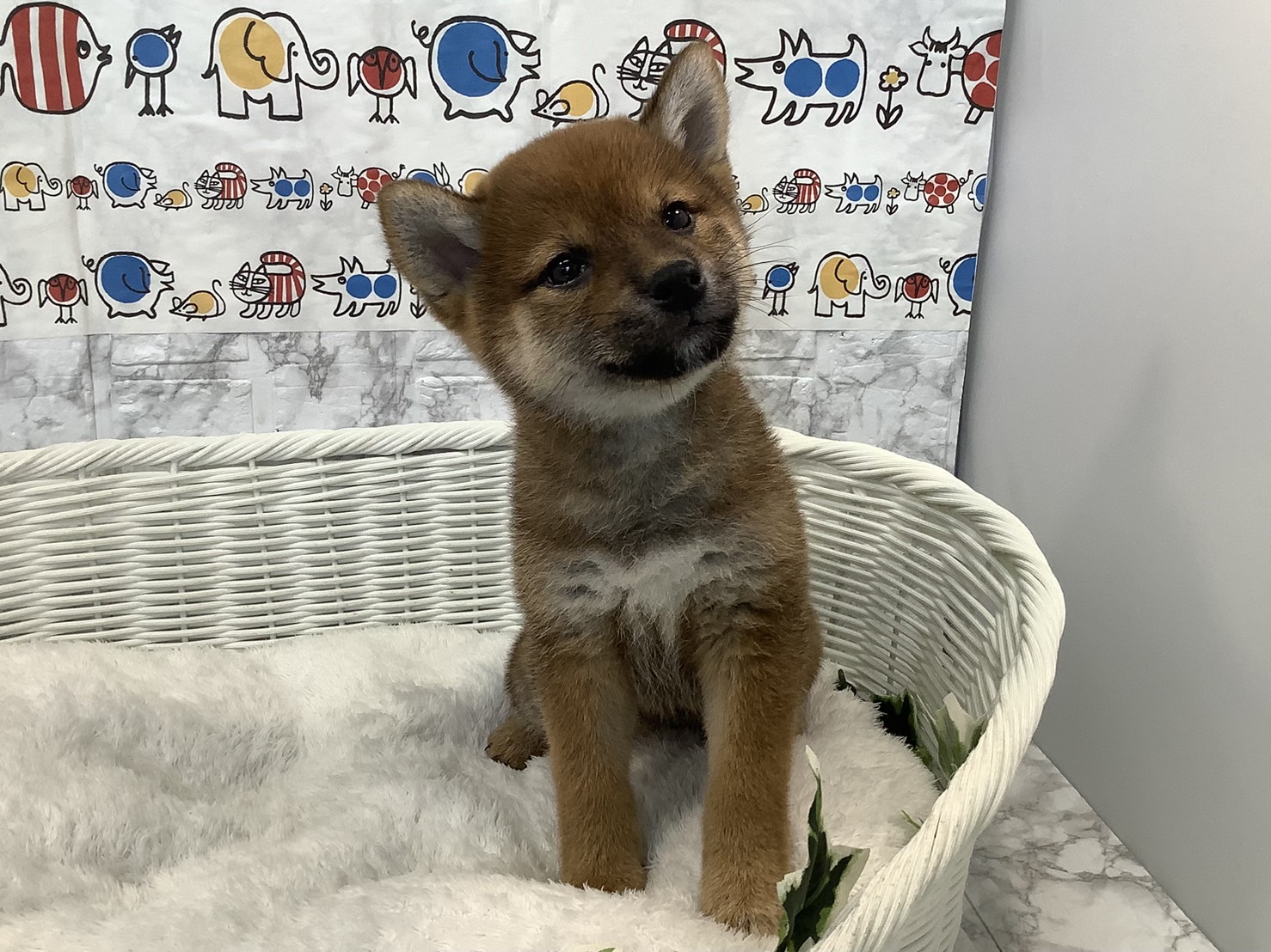 奈良県の柴犬(標準サイズ) (マルエスペット はんな店/2025年3月18日生まれ/女の子/赤)の子犬の4枚目の画像