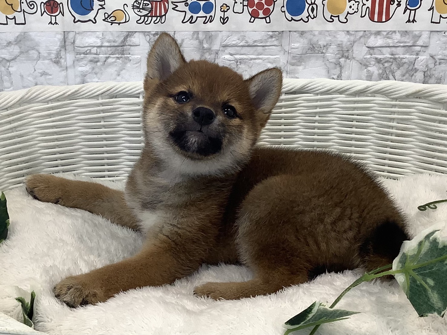 奈良県の柴犬(標準サイズ) (マルエスペット はんな店/2025年3月18日生まれ/女の子/赤)の子犬の3枚目の画像