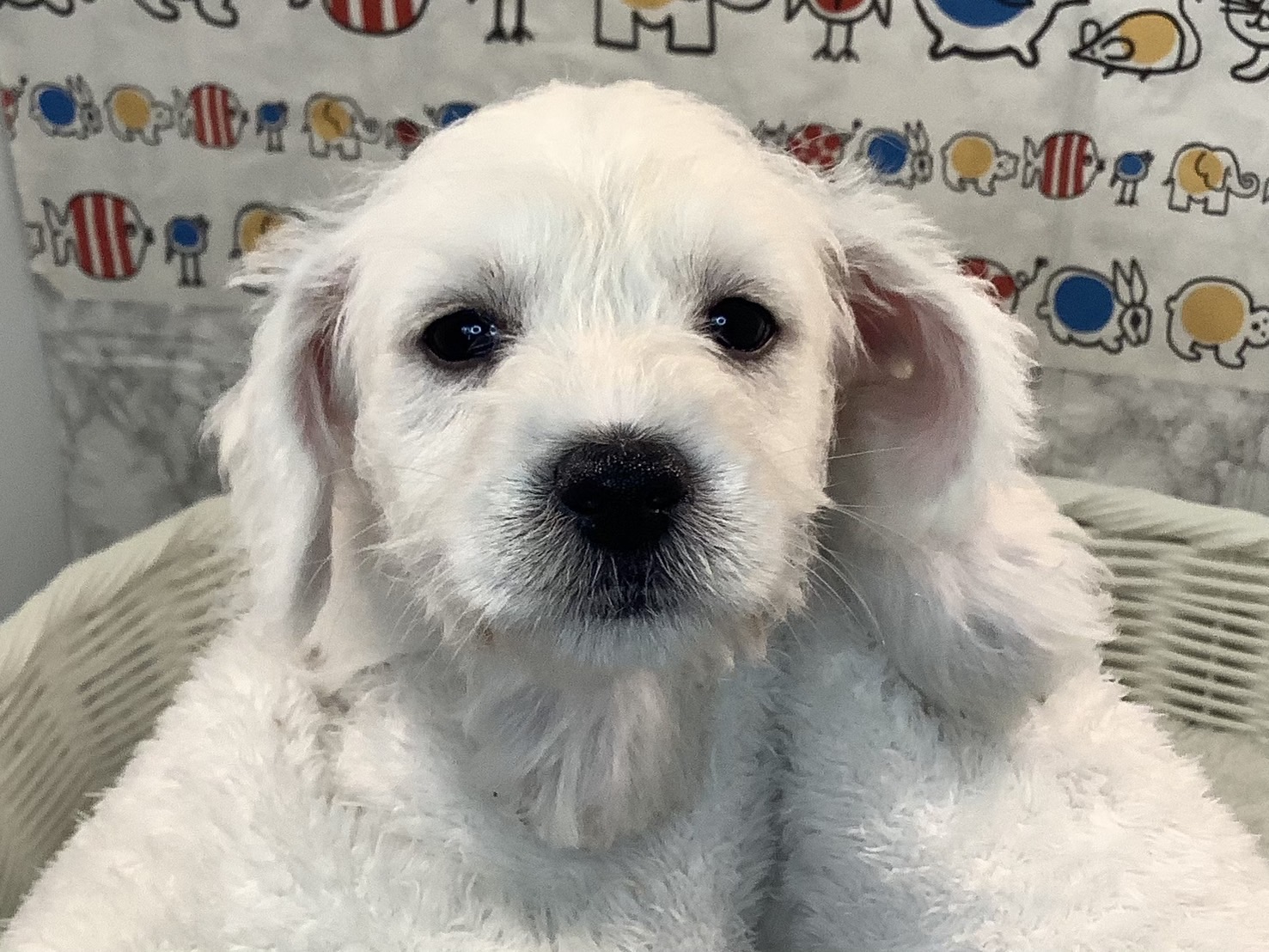 奈良県のハーフ犬・ミックス犬 (マルエスペット 富雄店/2025年3月29日生まれ/女の子/ホワイト)の子犬の3枚目の画像