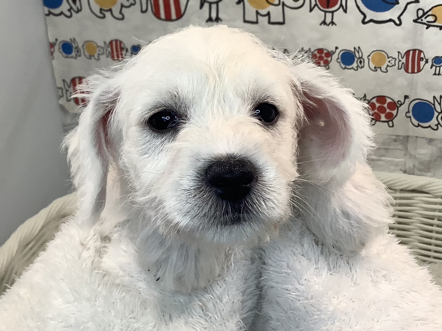 奈良県のハーフ犬・ミックス犬 (マルエスペット 富雄店/2025年3月29日生まれ/女の子/ホワイト)の子犬の2枚目の画像