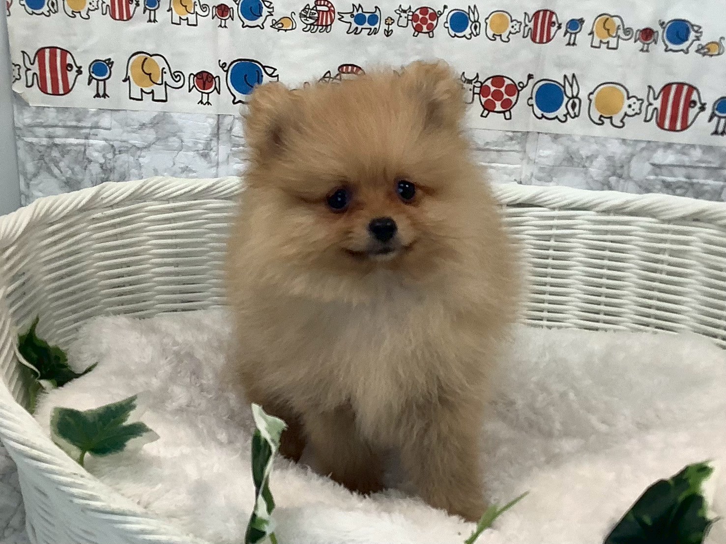 神奈川県のポメラニアン (マルエスペット湯河原店/2025年3月31日生まれ/女の子/オレンジ)の子犬の3枚目の画像