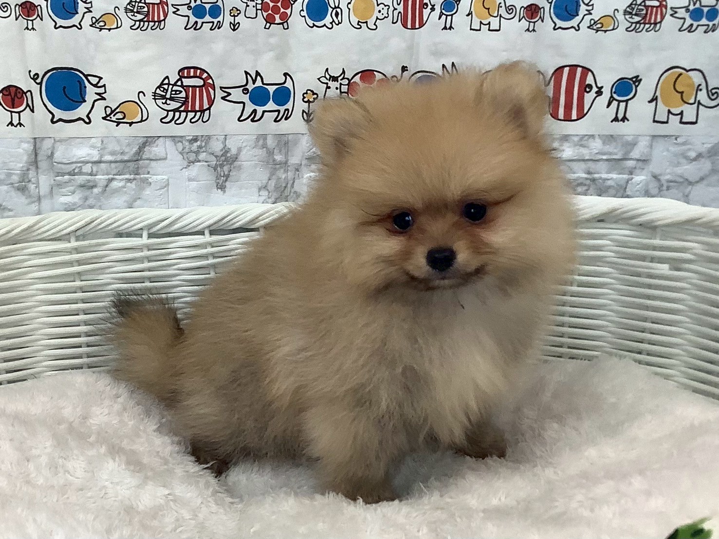 静岡県のポメラニアン (マルエスペット島田店/2025年3月31日生まれ/男の子/オレンジ)の子犬の4枚目の画像