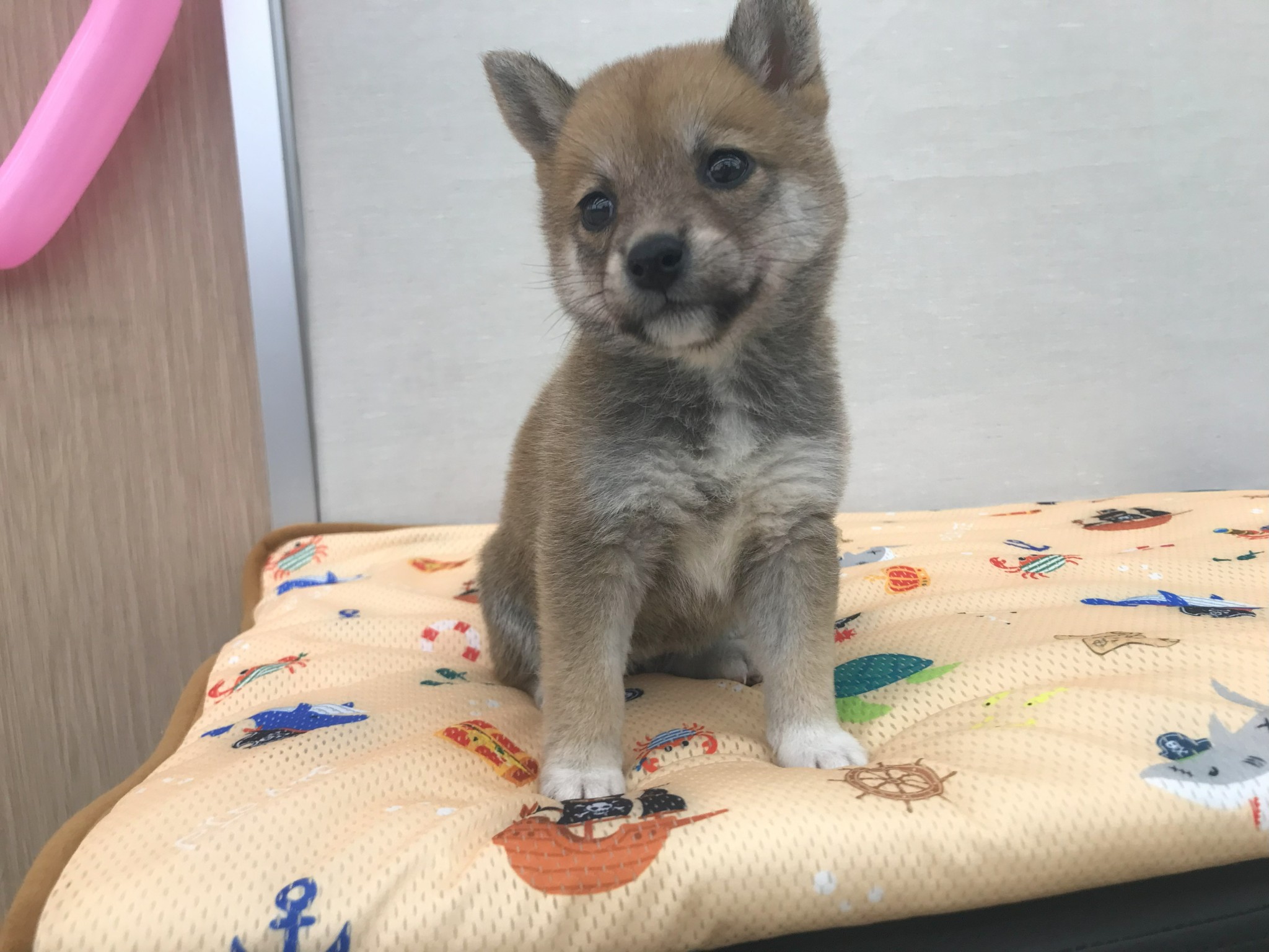 静岡県の豆柴 (マルエスペット島田店/2025年4月13日生まれ/女の子/赤)の子犬の3枚目の画像