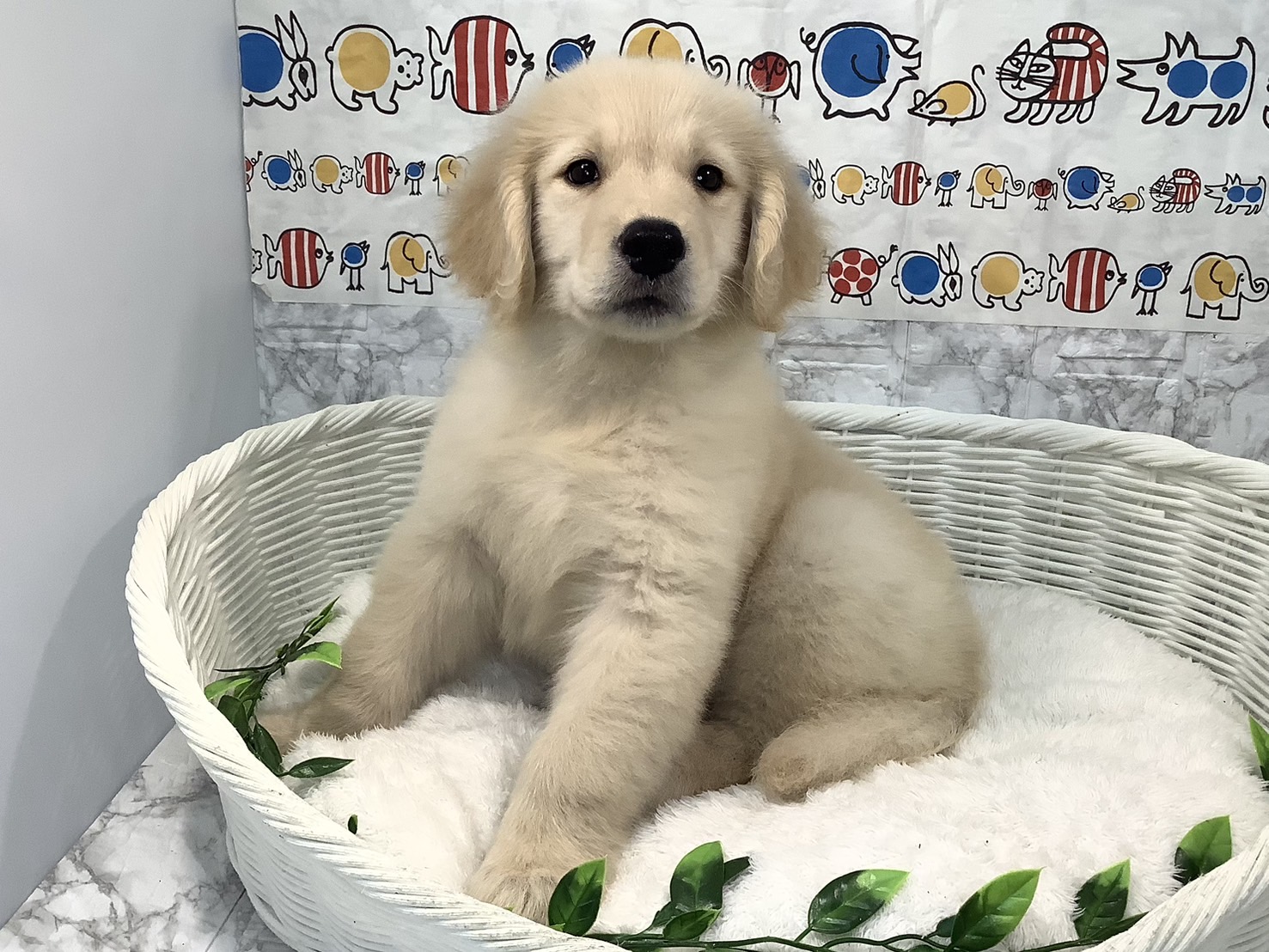 奈良県のゴールデンレトリバー (マルエスペット 奈良店/2025年4月9日生まれ/男の子/ゴールド)の子犬の4枚目の画像