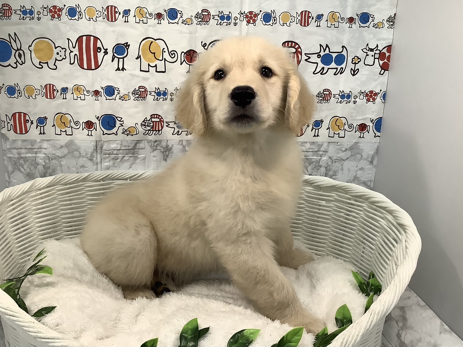 奈良県のゴールデンレトリバー (マルエスペット 奈良店/2025年4月9日生まれ/男の子/ゴールド)の子犬の3枚目の画像