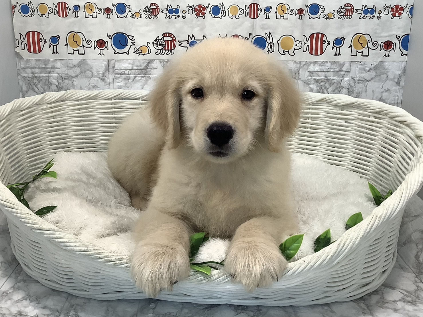 奈良県のゴールデンレトリバー (マルエスペット 奈良店/2025年4月9日生まれ/男の子/ゴールド)の子犬の2枚目の画像