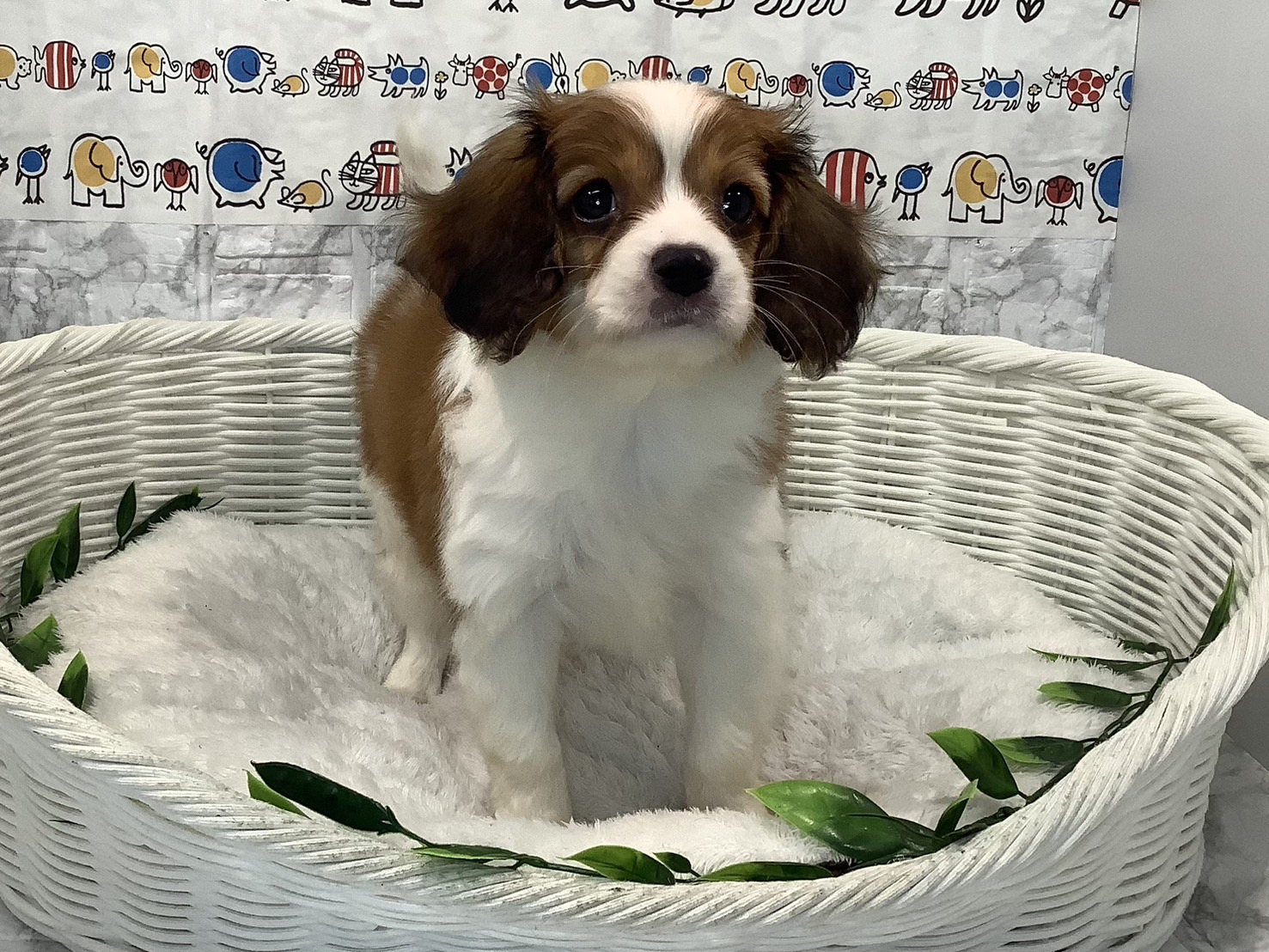 広島県のハーフ犬・ミックス犬 (マルエスペット広島段原ショッピングセンター店/2025年4月13日生まれ/女の子/白/茶)の子犬の4枚目の画像