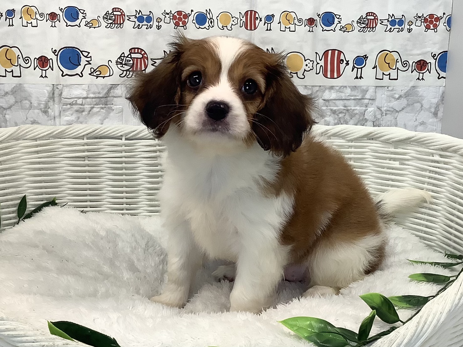 広島県のハーフ犬・ミックス犬 (マルエスペット広島段原ショッピングセンター店/2025年4月13日生まれ/女の子/白/茶)の子犬の3枚目の画像