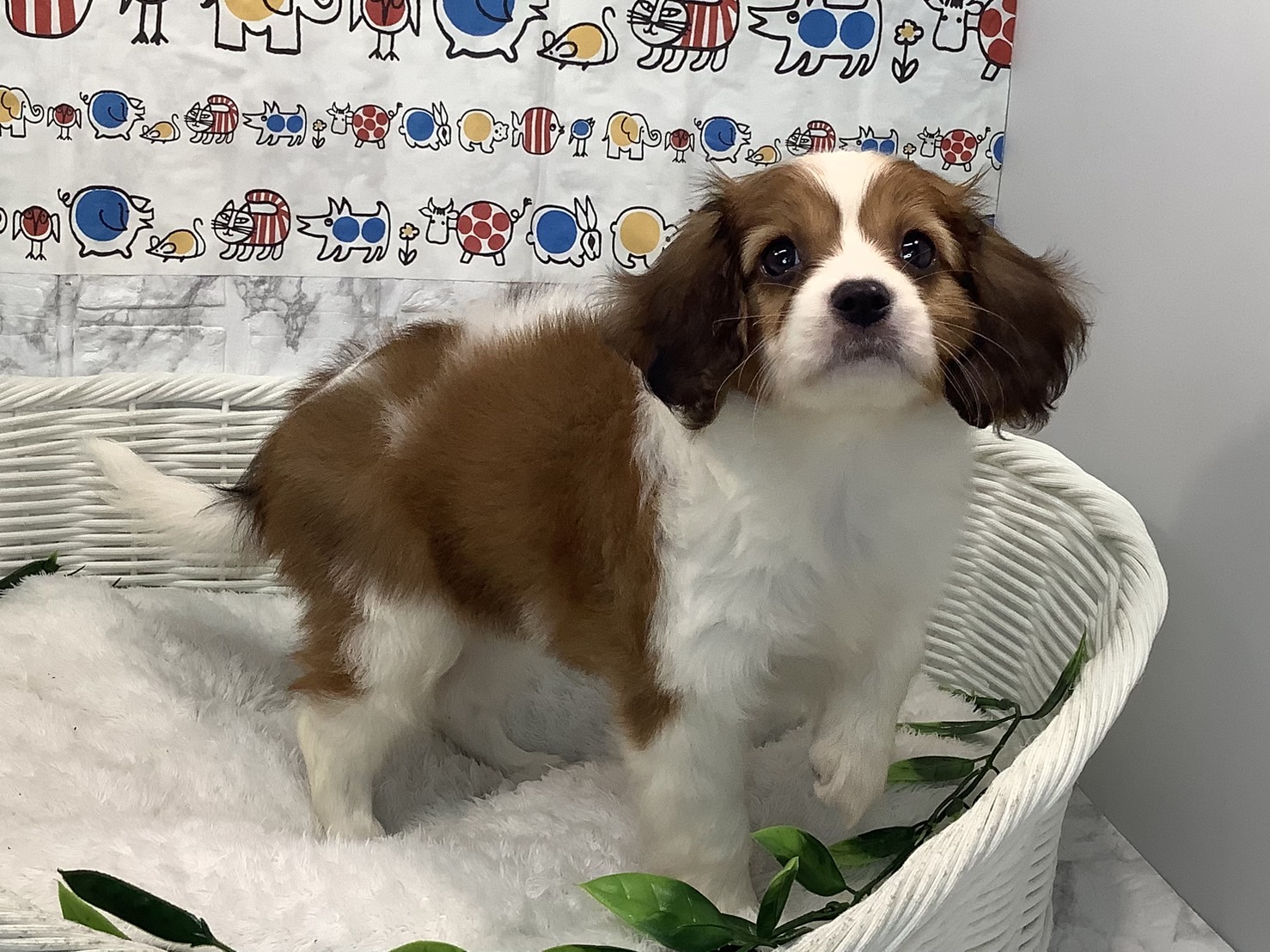 広島県のハーフ犬・ミックス犬 (マルエスペット広島段原ショッピングセンター店/2025年4月13日生まれ/女の子/白/茶)の子犬の2枚目の画像