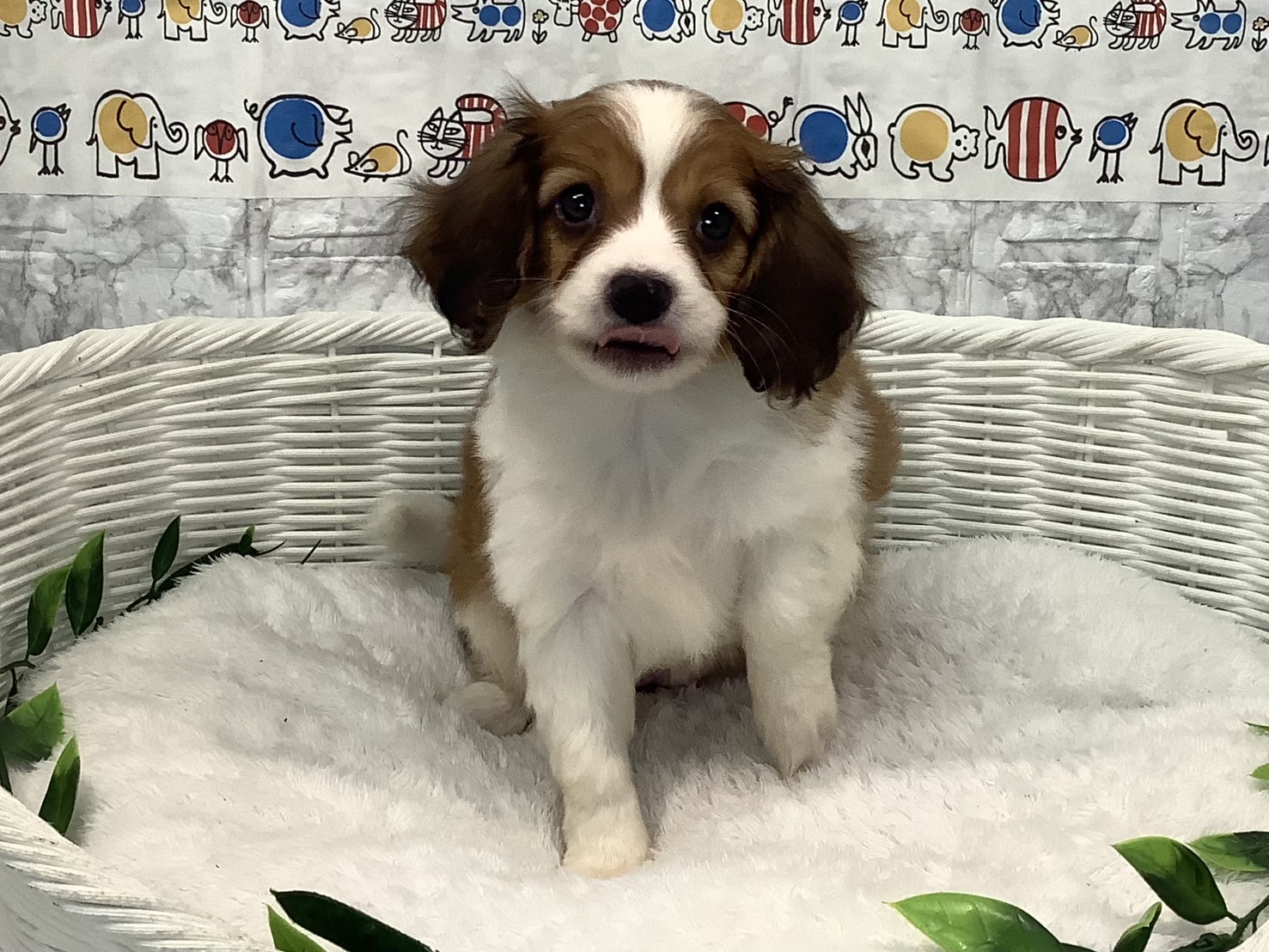 広島県のハーフ犬・ミックス犬 (マルエスペット広島段原ショッピングセンター店/2025年4月13日生まれ/女の子/白/茶)の子犬の1枚目の画像