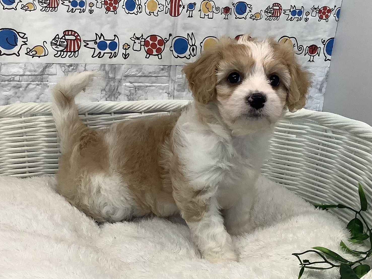 奈良県のハーフ犬・ミックス犬 (マルエスペット 富雄店/2025年4月20日生まれ/女の子/パーティーカラー)の子犬の2枚目の画像