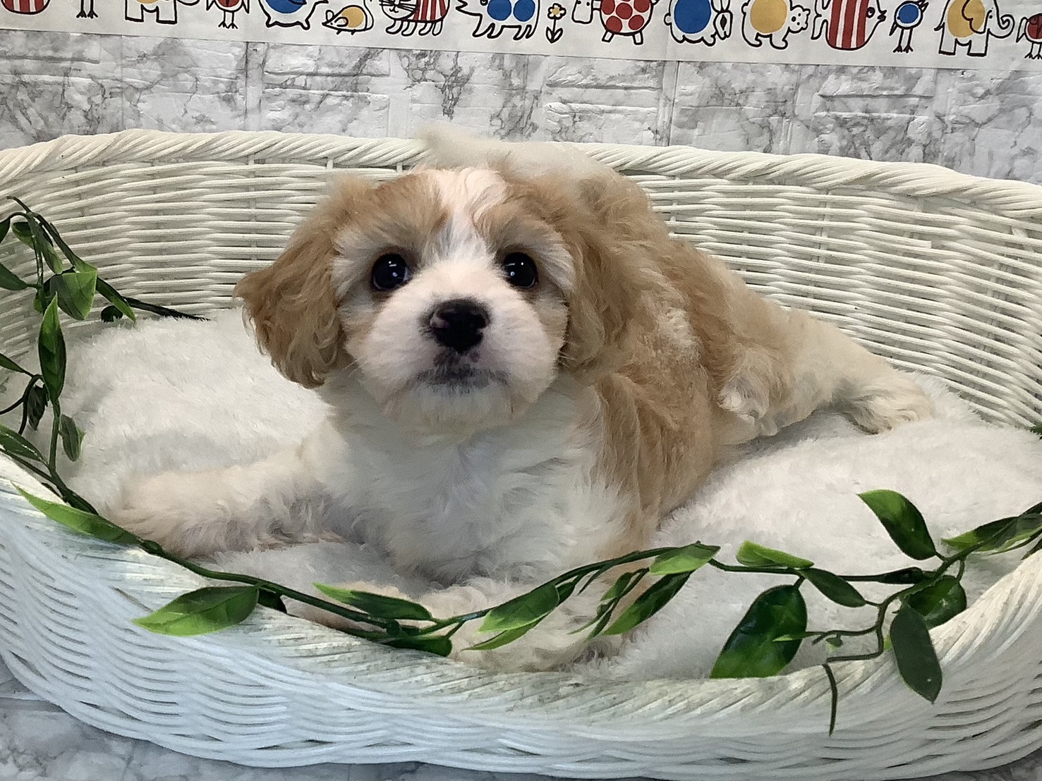 奈良県のハーフ犬・ミックス犬 (マルエスペット 富雄店/2025年4月20日生まれ/女の子/パーティーカラー)の子犬の4枚目の画像