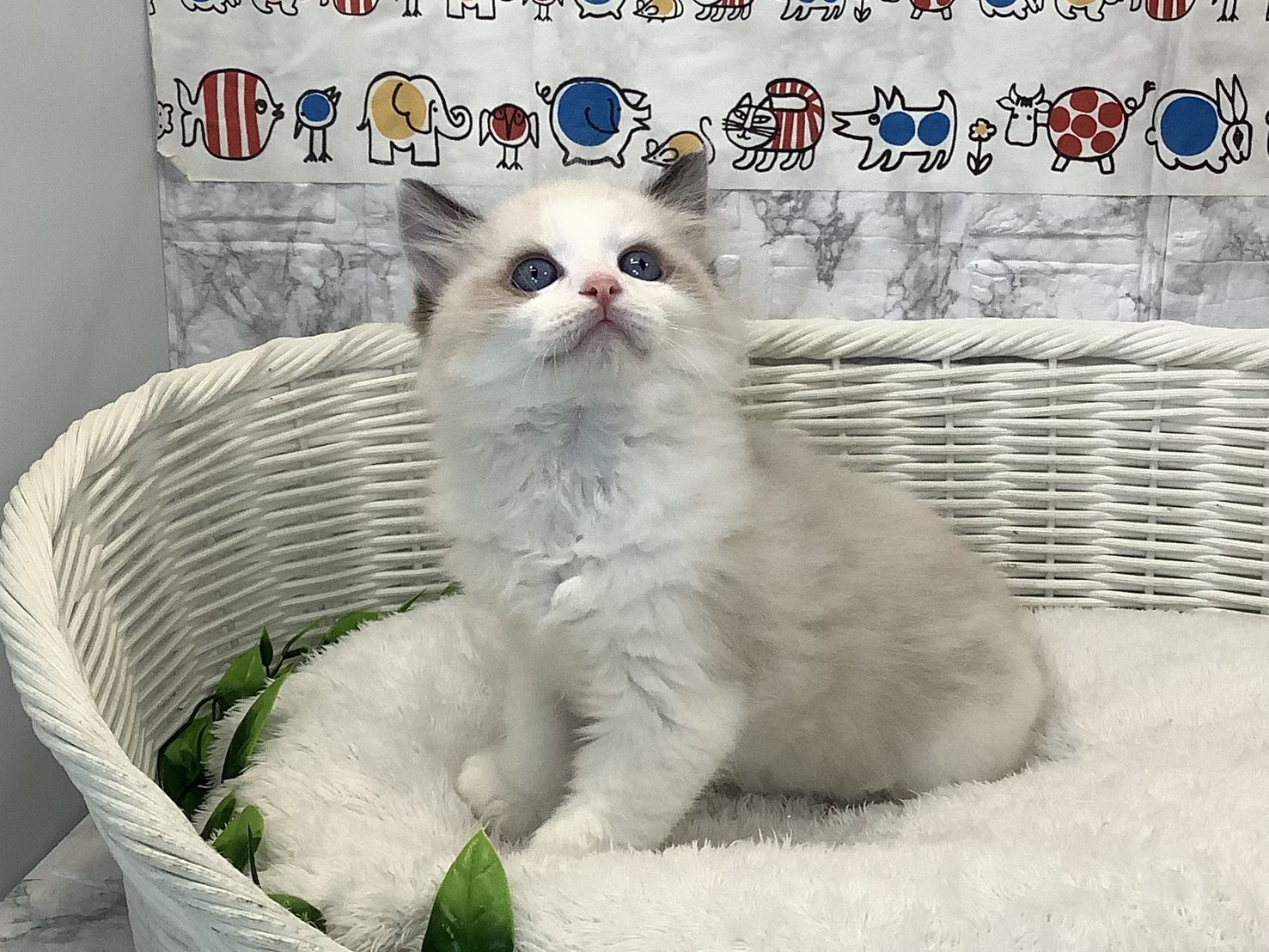 静岡県のラグドール (マルエスペット御殿場店/2025年4月21日生まれ/男の子/シールポイントバイカラー)の子猫の3枚目の画像