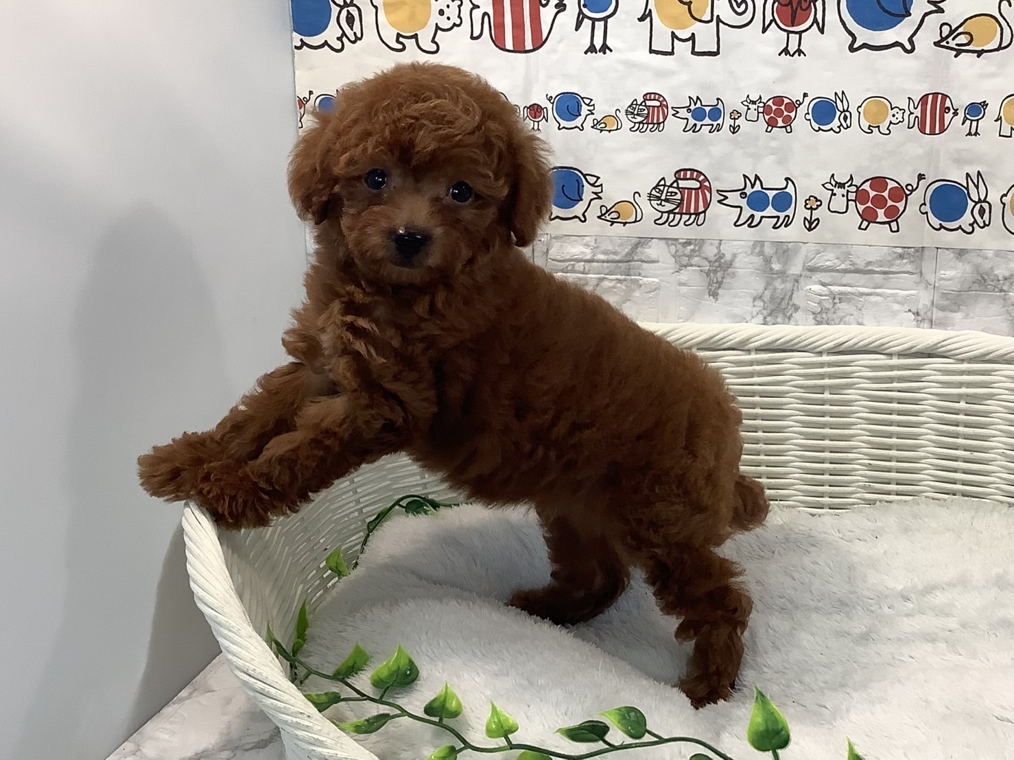 奈良県のトイプードル(トイ) (ペットアミ生駒店/2025年4月27日生まれ/女の子/レッド)の子犬の4枚目の画像