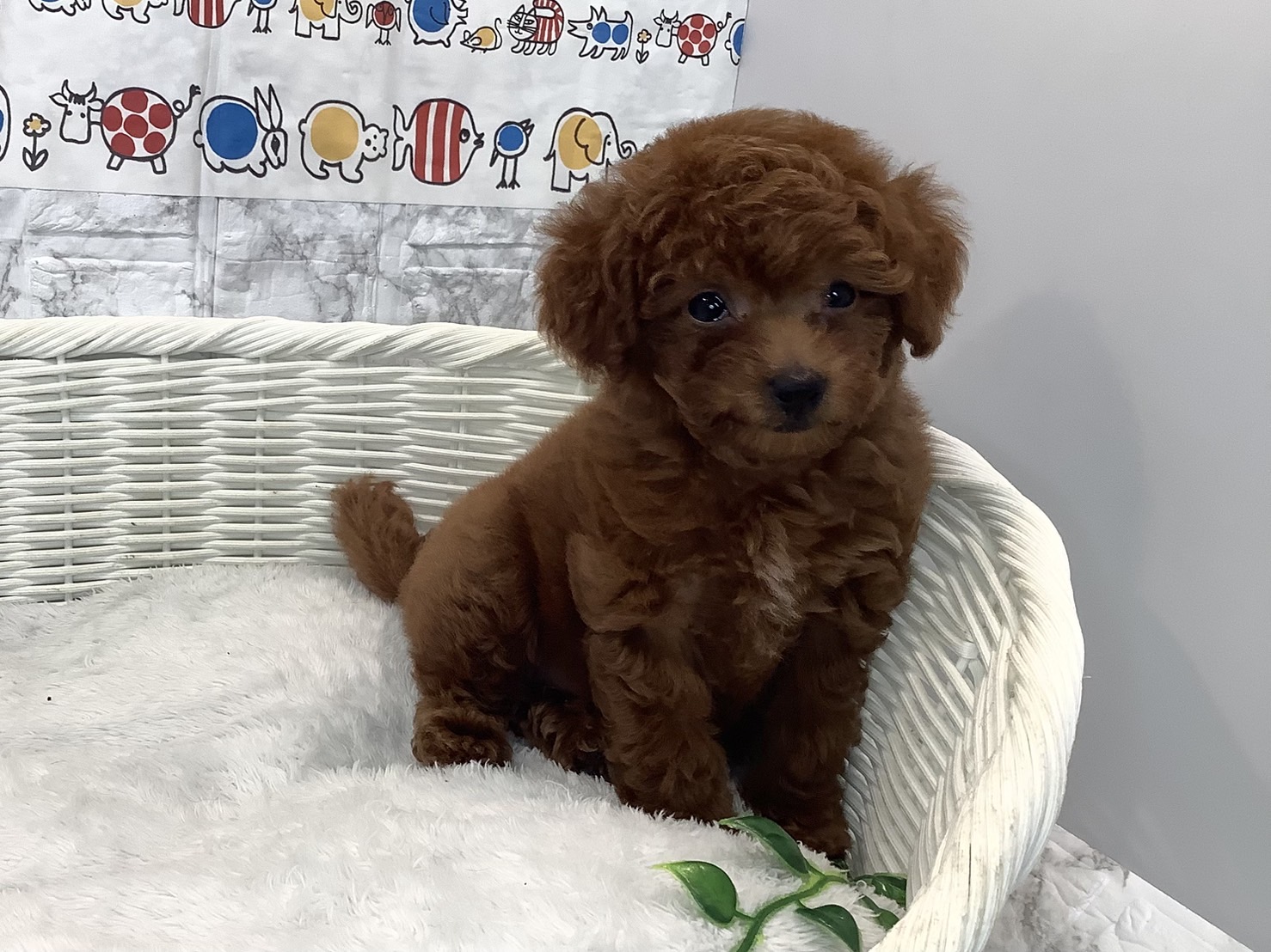 奈良県のトイプードル(トイ) (ペットアミ生駒店/2025年4月27日生まれ/女の子/レッド)の子犬の2枚目の画像