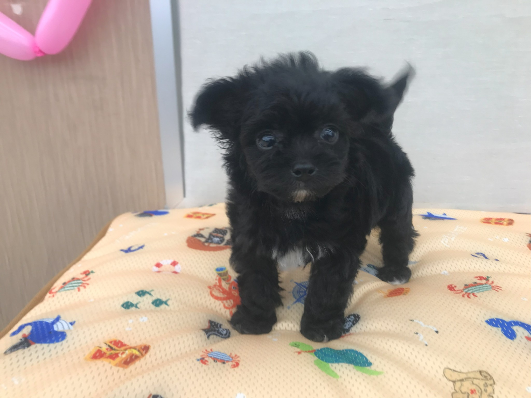 静岡県の豆柴 (マルエスペット島田店/2025年4月13日生まれ/女の子/赤)の子犬の2枚目の画像