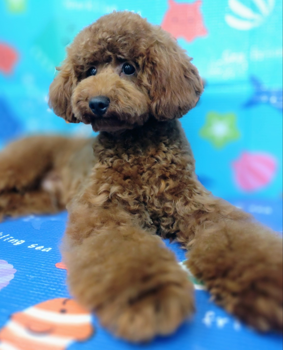 奈良県のトイプードル(トイ) (マルエスペット はんな店/2024年12月24日生まれ/男の子/レッド)の子犬の2枚目の画像