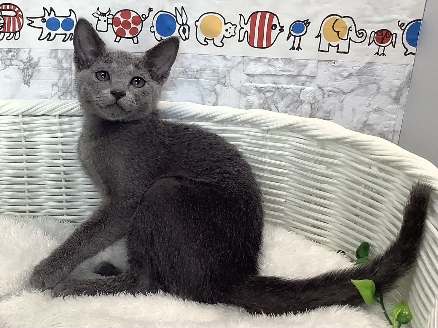 奈良県のロシアンブルー (マルエスペット いかるが店/2025年4月24日生まれ/男の子/ブルー)の子猫の4枚目の画像
