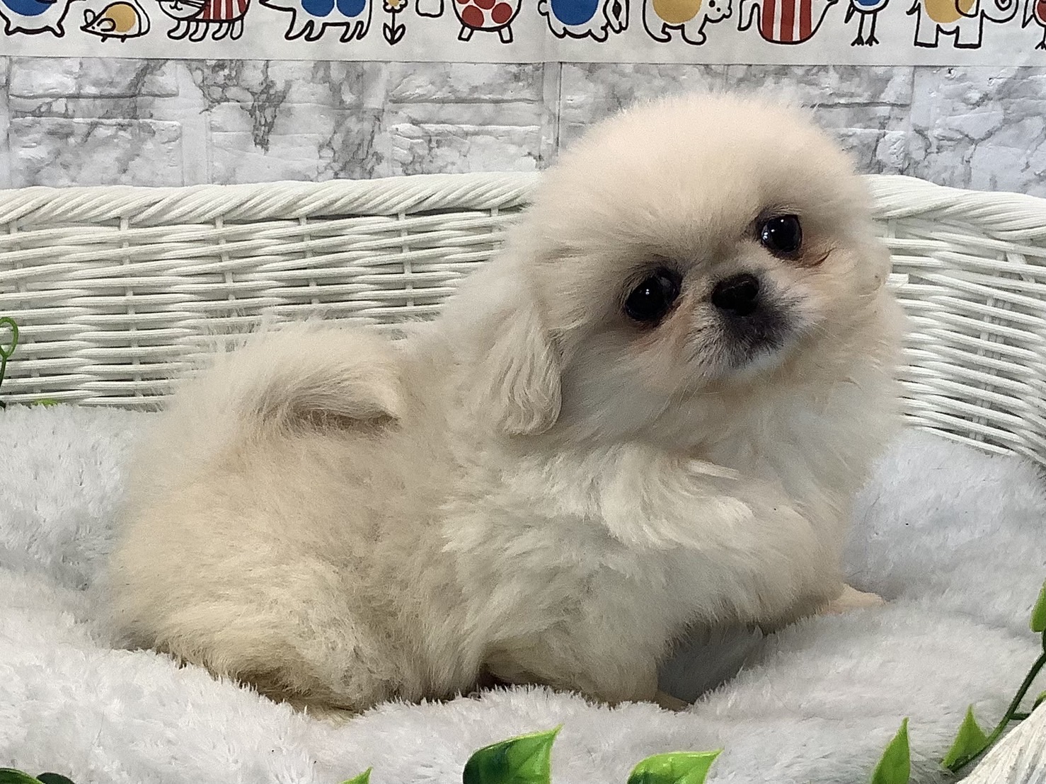 奈良県のペキニーズ (マルエスペット 奈良店/2025年5月3日生まれ/女の子/クリームホワイト)の子犬の3枚目の画像
