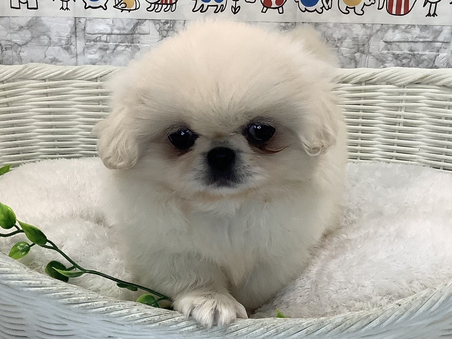奈良県のペキニーズ (マルエスペット 奈良店/2025年5月3日生まれ/女の子/クリームホワイト)の子犬の2枚目の画像