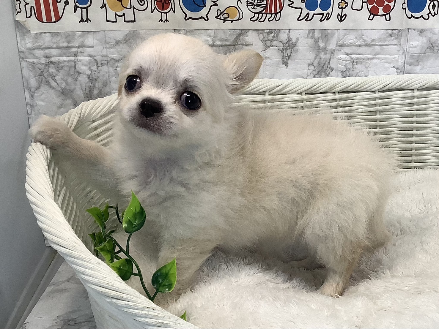 奈良県のチワワ(ロング) (マルエスペット いかるが店/2025年5月5日生まれ/男の子/クリーム)の子犬の3枚目の画像