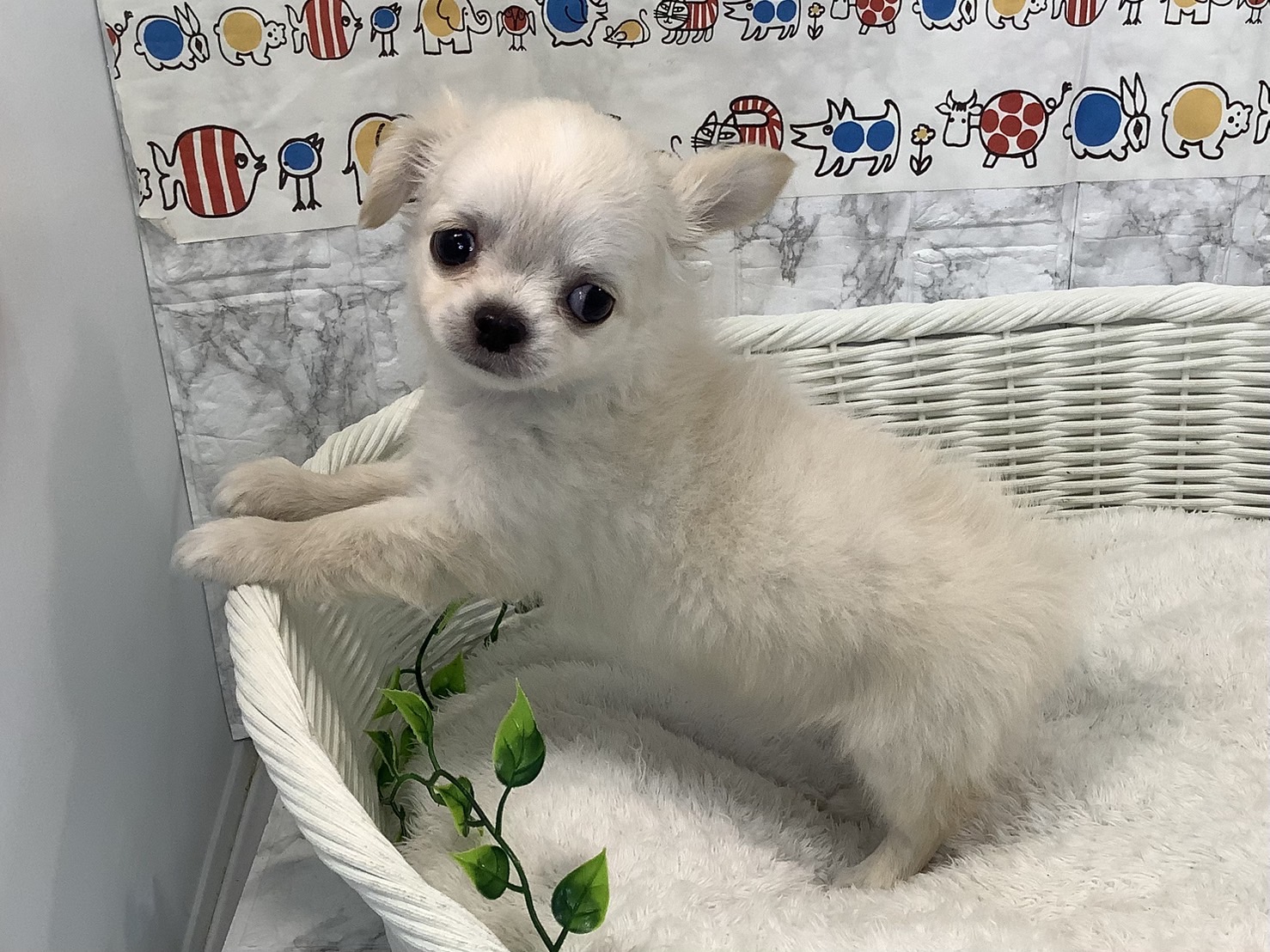 奈良県のチワワ(ロング) (マルエスペット いかるが店/2025年5月5日生まれ/男の子/クリーム)の子犬の2枚目の画像