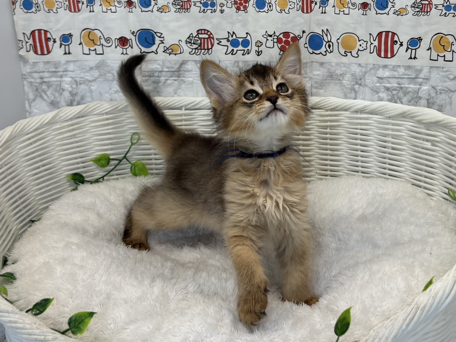 奈良県のソマリ (マルエスペット ヒルステップ生駒店/2025年5月4日生まれ/男の子/ルディ)の子猫の4枚目の画像