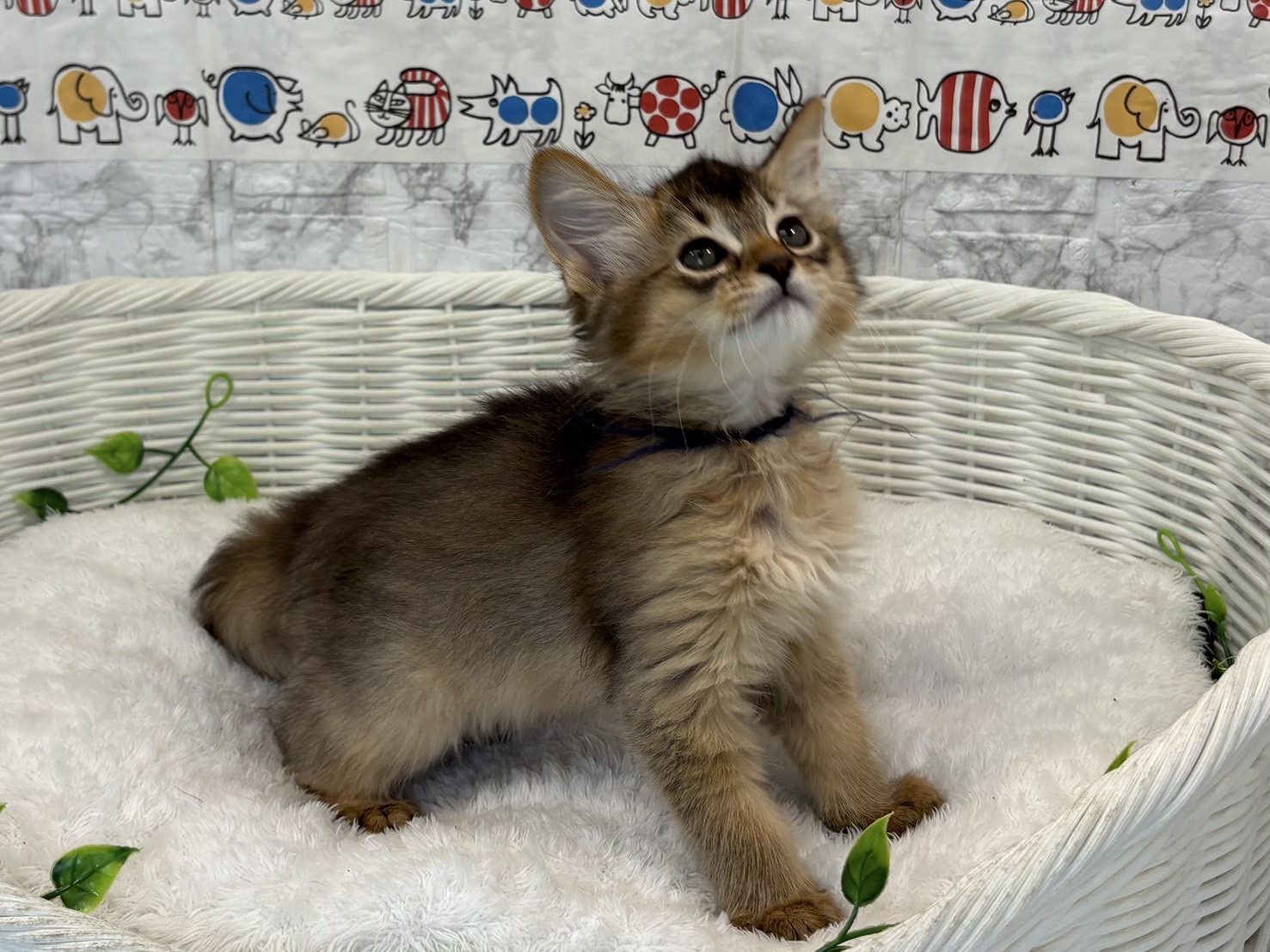 奈良県のソマリ (マルエスペット ヒルステップ生駒店/2025年5月4日生まれ/男の子/ルディ)の子猫の3枚目の画像