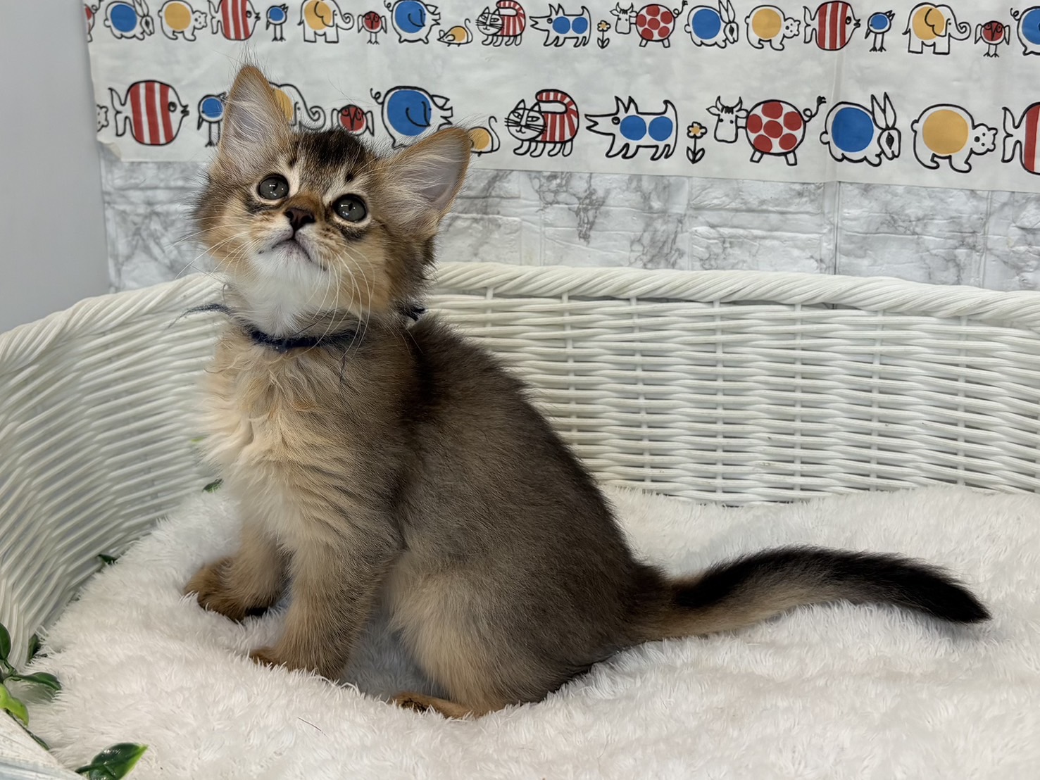 奈良県のソマリ (マルエスペット ヒルステップ生駒店/2025年5月4日生まれ/男の子/ルディ)の子猫の2枚目の画像