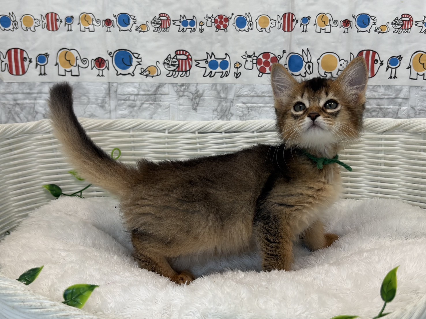 静岡県のソマリ (マルエスペット富士見台店/2025年5月4日生まれ/男の子/ルディ)の子猫の4枚目の画像