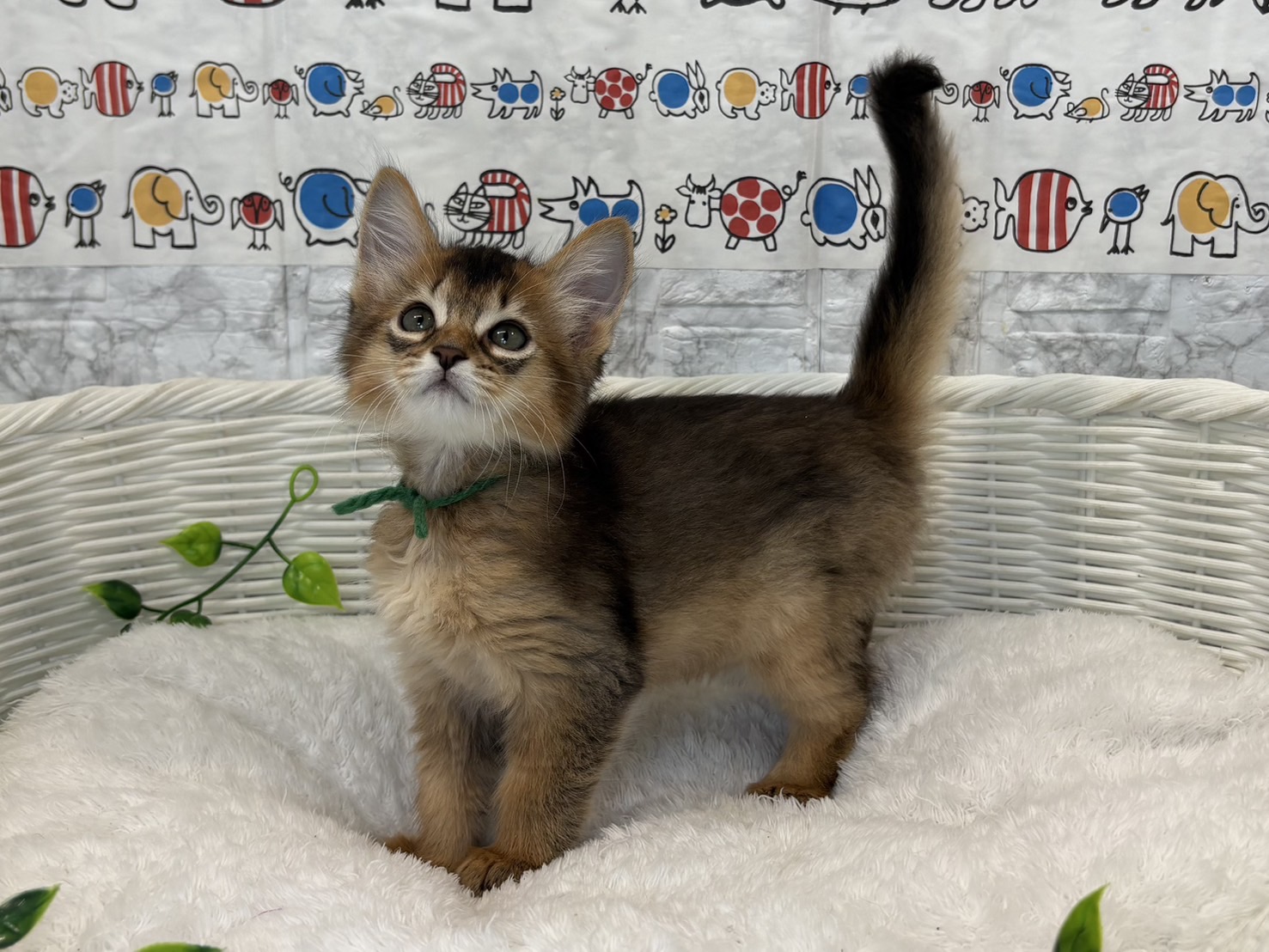 静岡県のソマリ (マルエスペット富士見台店/2025年5月4日生まれ/男の子/ルディ)の子猫の2枚目の画像