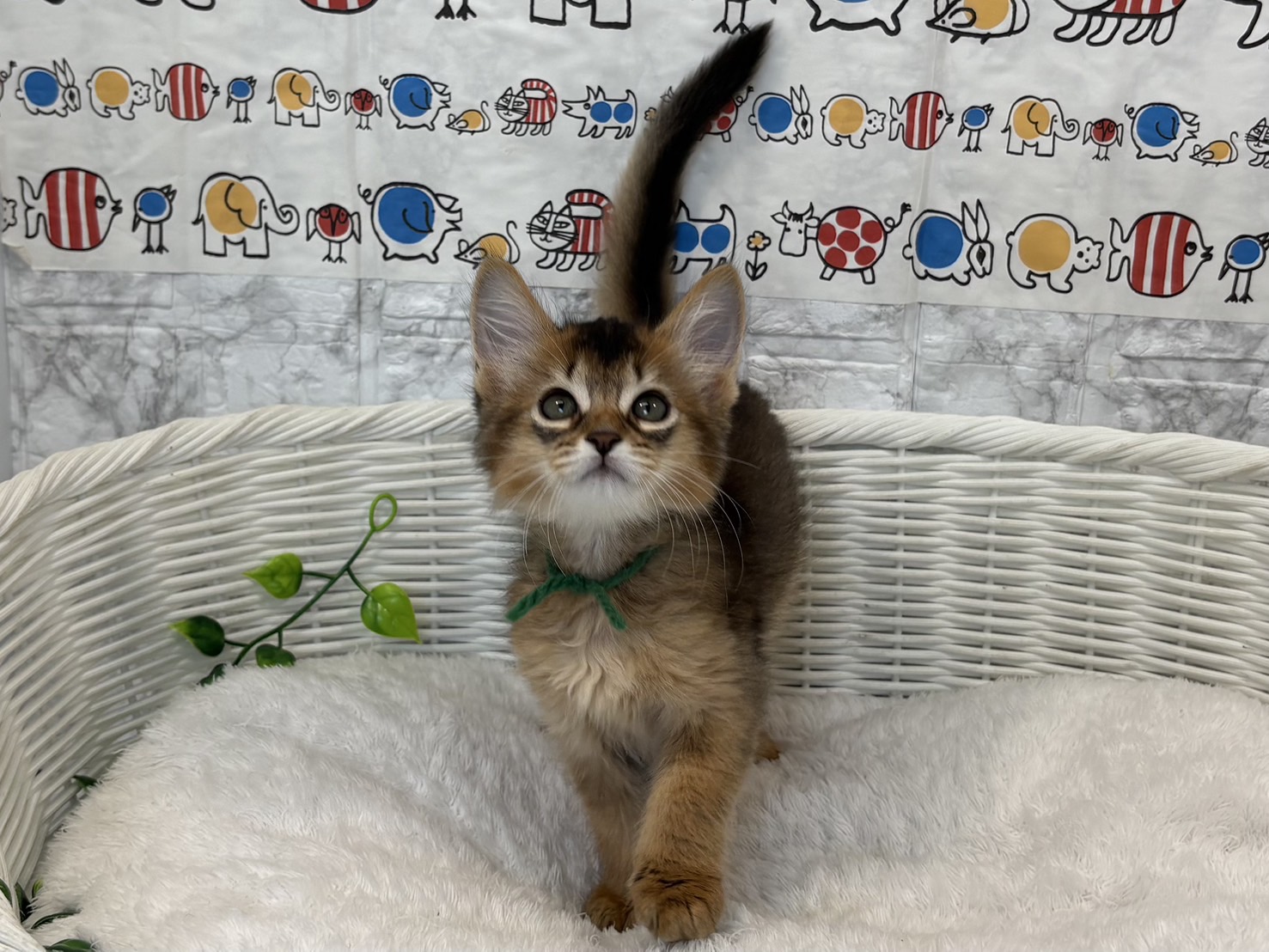静岡県のソマリ (マルエスペット富士見台店/2025年5月4日生まれ/男の子/ルディ)の子猫の4枚目の画像