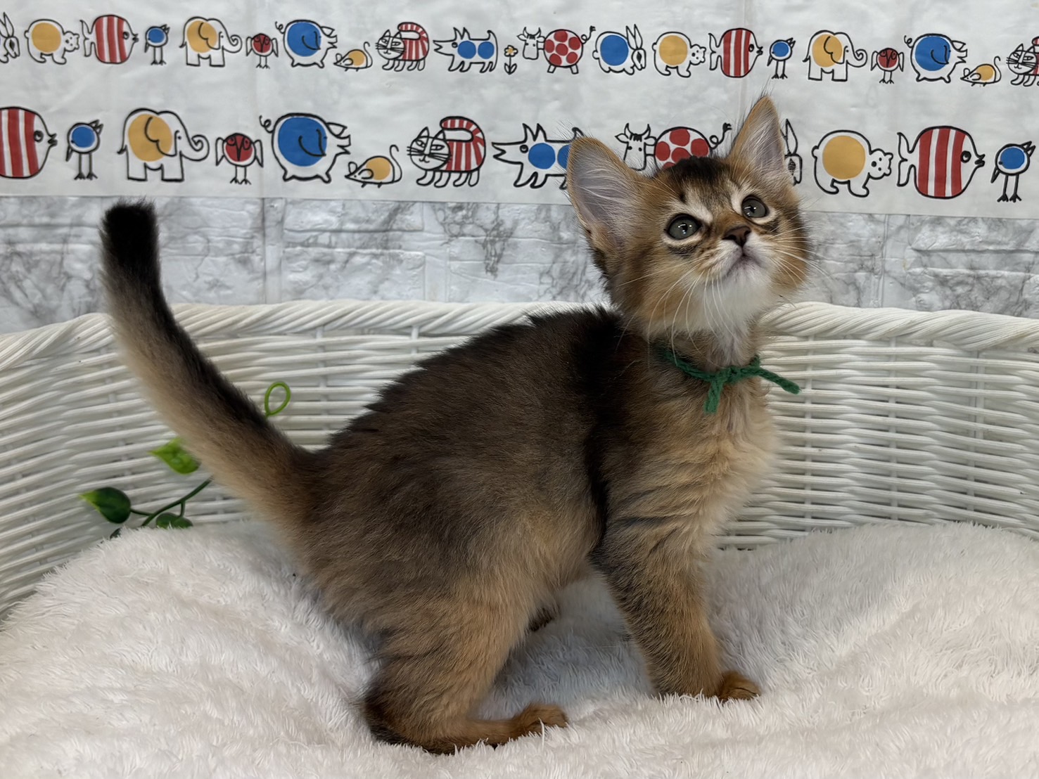 静岡県のソマリ (マルエスペット富士見台店/2025年5月4日生まれ/男の子/ルディ)の子猫の3枚目の画像