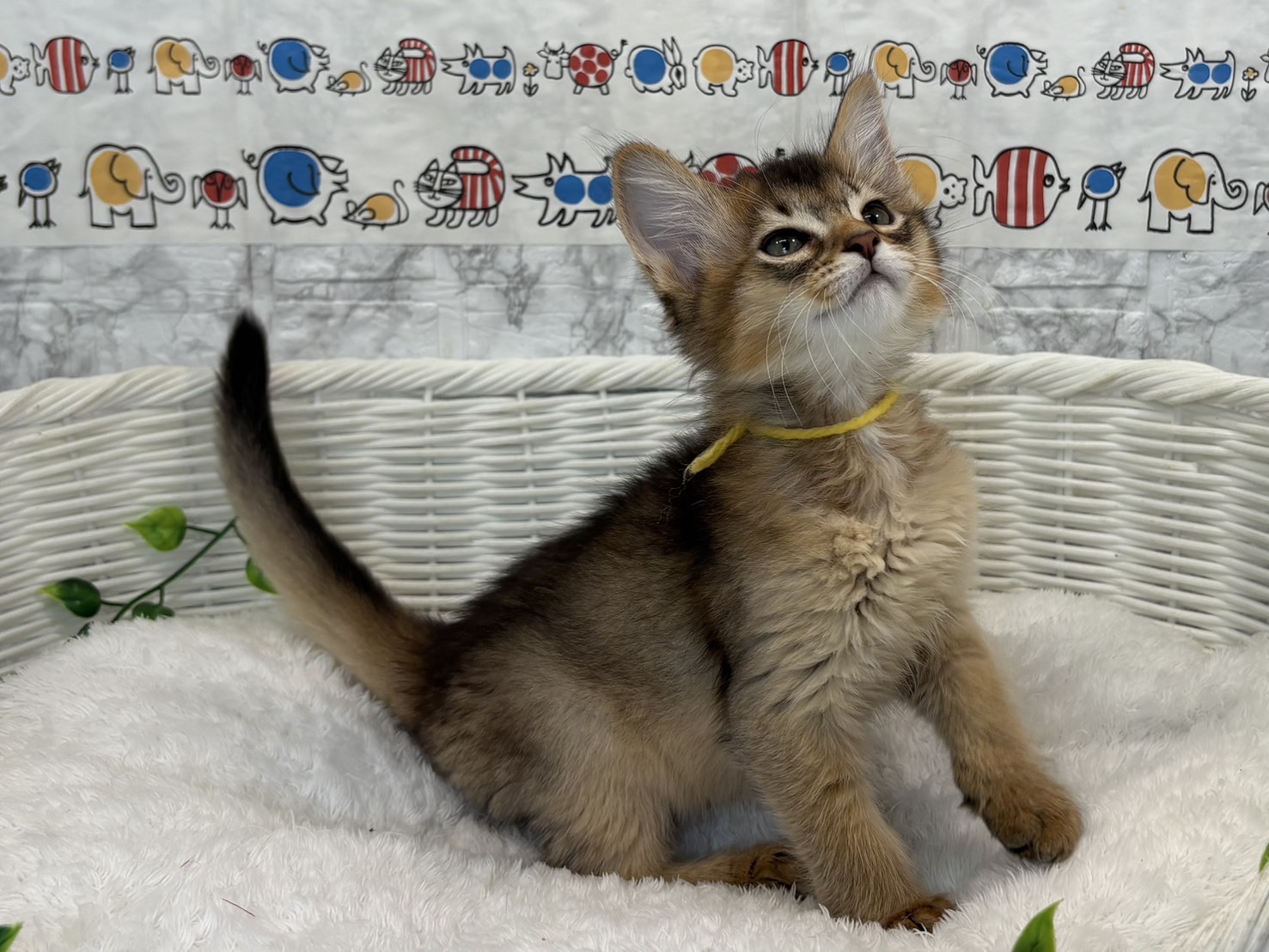 静岡県のソマリ (マルエスペット富士店/2025年5月4日生まれ/男の子/ルディ)の子猫の3枚目の画像