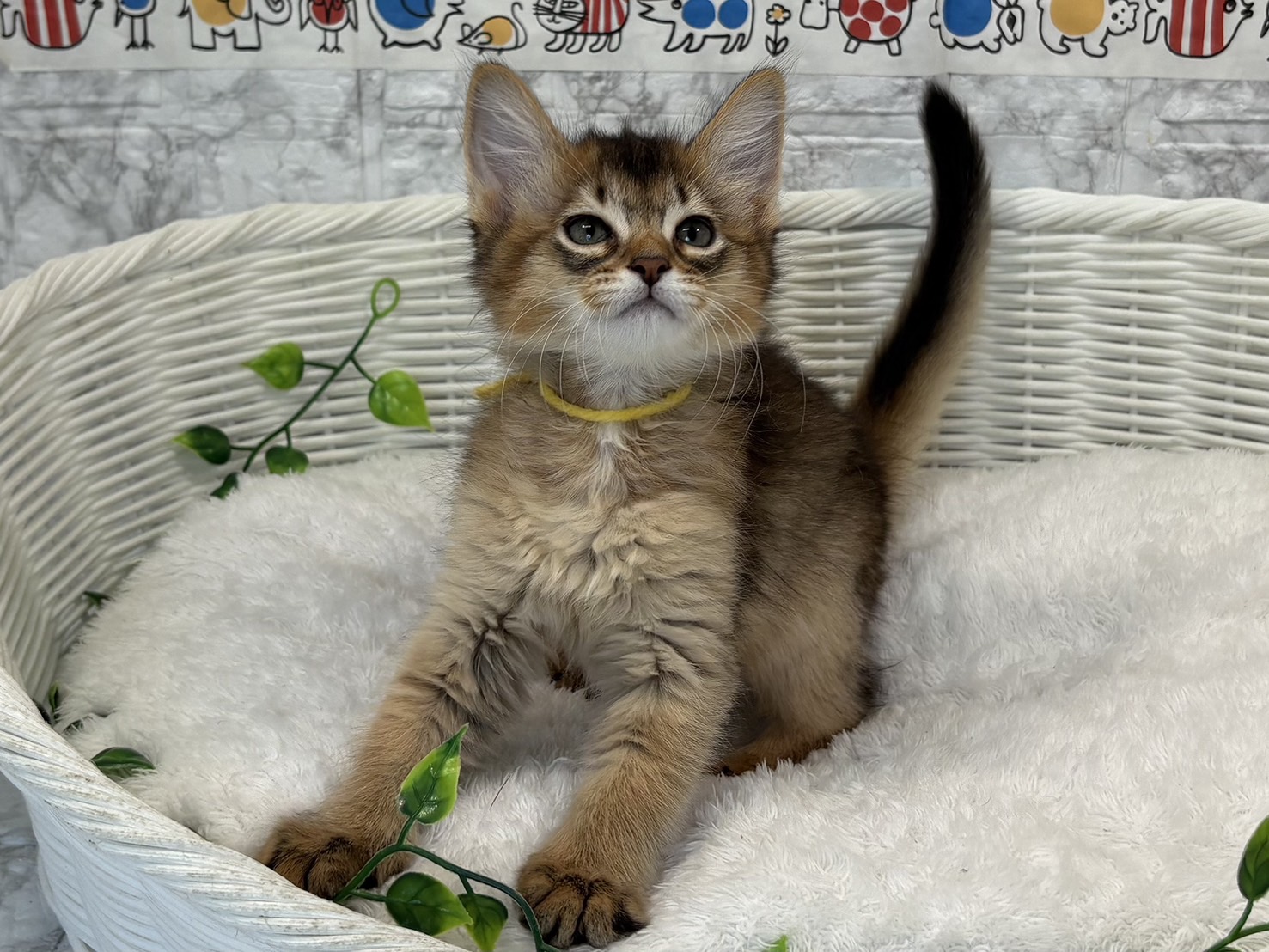 静岡県のソマリ (マルエスペット富士店/2025年5月4日生まれ/男の子/ルディ)の子猫の2枚目の画像