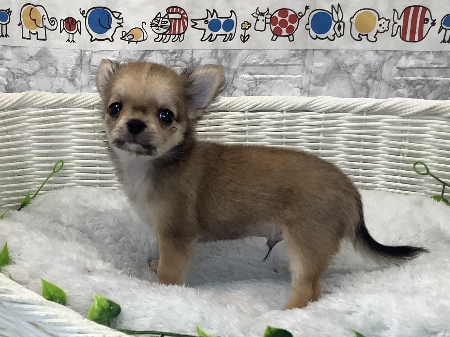 奈良県のチワワ(ロング) (マルエスペット はんな店/2025年5月12日生まれ/男の子/フォーン)の子犬の3枚目の画像
