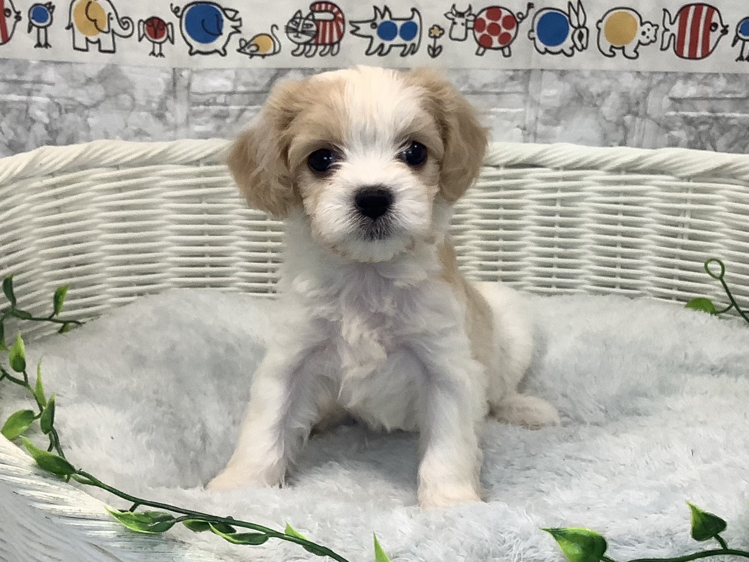 静岡県のハーフ犬・ミックス犬 (マルエスペット富士見台店/2025年5月11日生まれ/女の子/ブレンハイム)の子犬の3枚目の画像