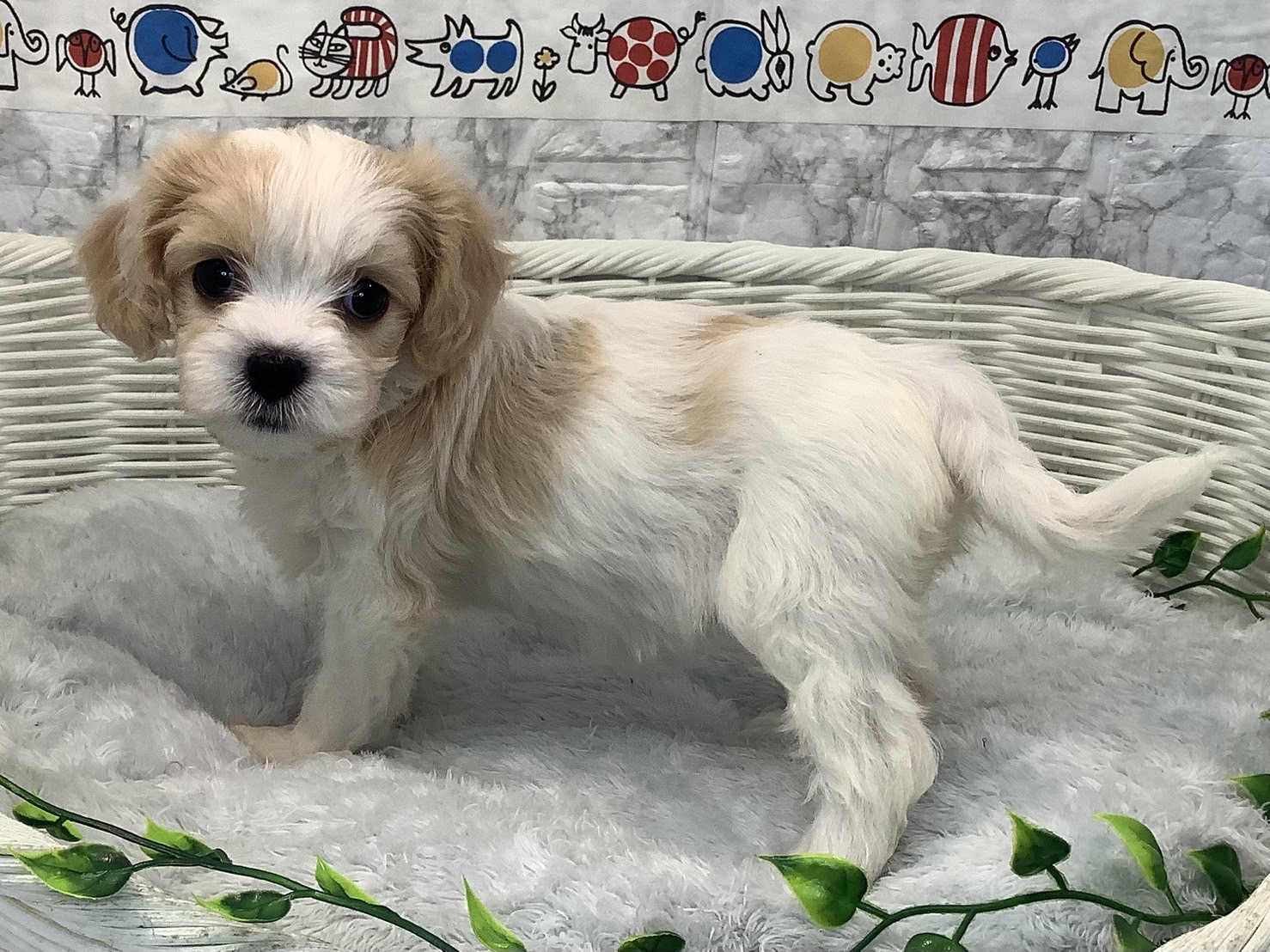 静岡県のハーフ犬・ミックス犬 (マルエスペット富士見台店/2025年5月11日生まれ/女の子/ブレンハイム)の子犬の2枚目の画像