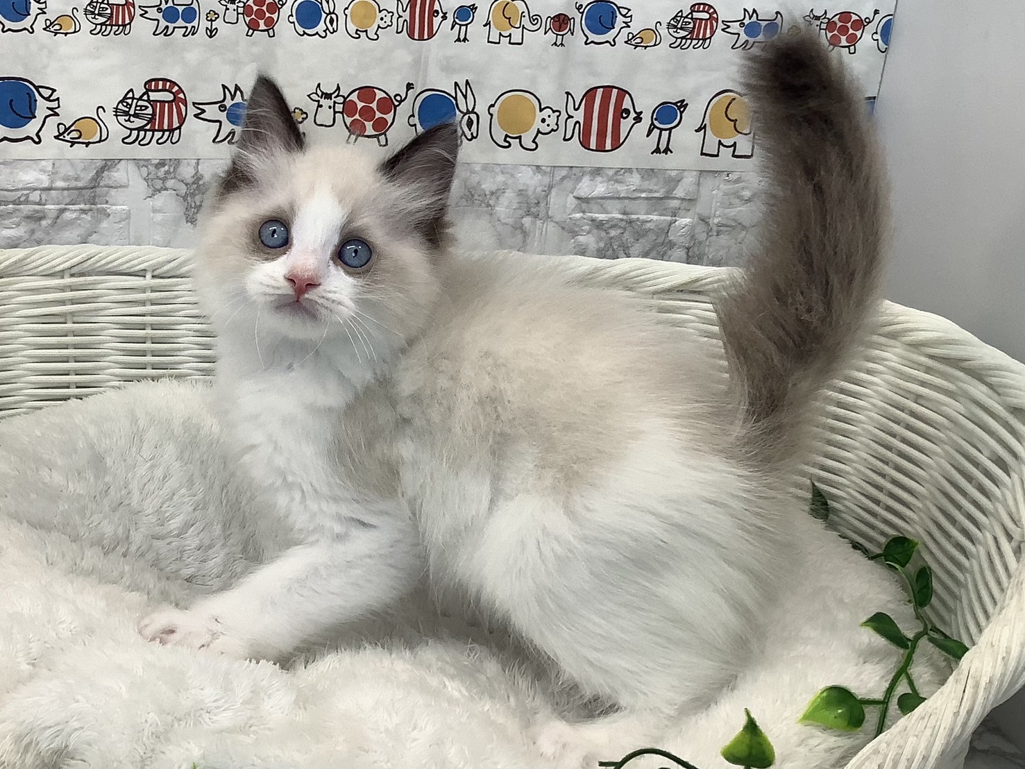 奈良県のラグドール (ペットアミ生駒店/2025年5月10日生まれ/男の子/シールポイントバイカラー)の子猫の2枚目の画像