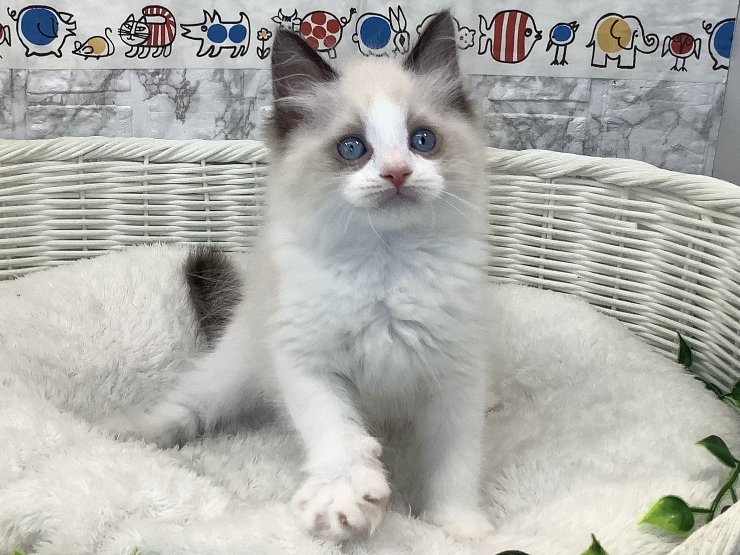 奈良県のラグドール (ペットアミ生駒店/2025年5月10日生まれ/男の子/シールポイントバイカラー)の子猫の3枚目の画像