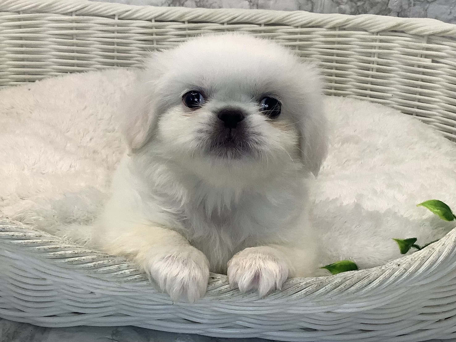 奈良県のペキニーズ (ペットアミ生駒店/2025年5月10日生まれ/男の子/クリーム)の子犬の2枚目の画像