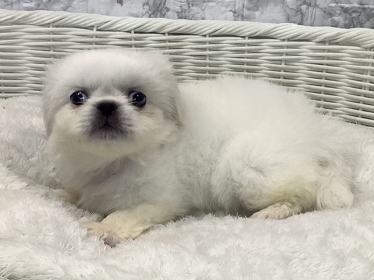 奈良県のペキニーズ (ペットアミ生駒店/2025年5月10日生まれ/男の子/クリーム)の子犬の3枚目の画像