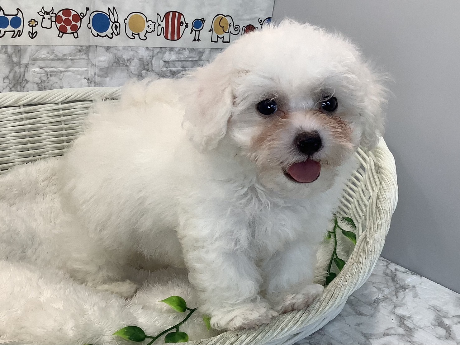 静岡県のビションフリーゼ (マルエスペット富士店/2025年5月9日生まれ/男の子/ホワイト)の子犬の2枚目の画像