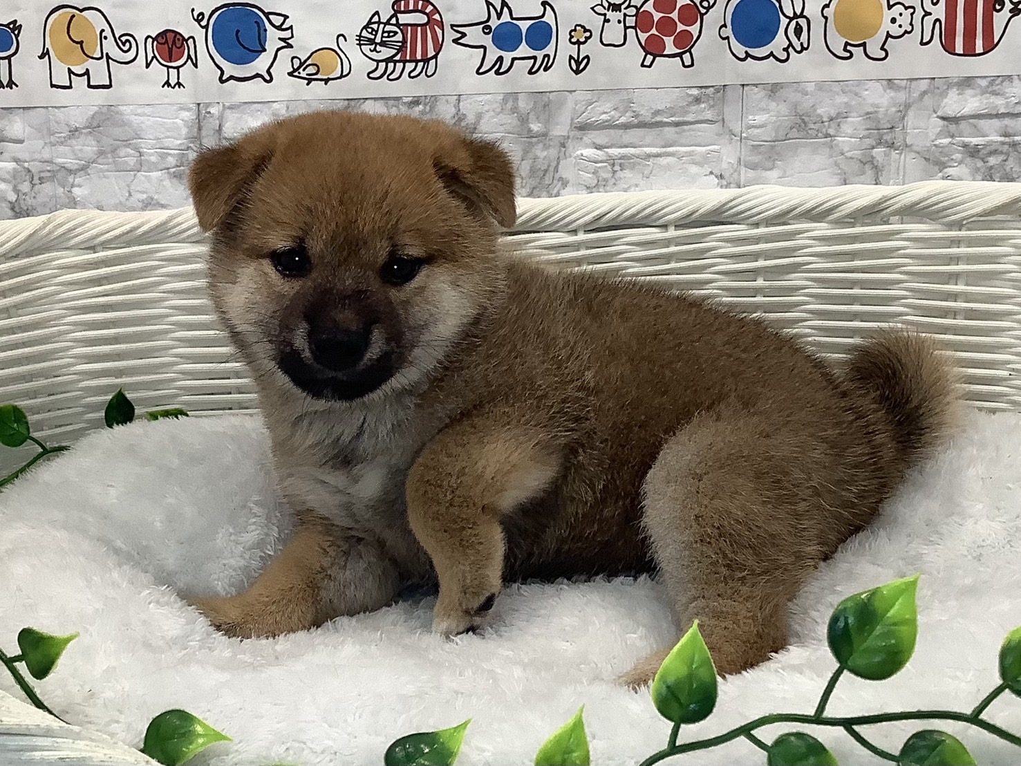 広島県の柴犬(標準サイズ) (マルエスペット広島段原ショッピングセンター店/2025年5月18日生まれ/女の子/赤)の子犬の2枚目の画像