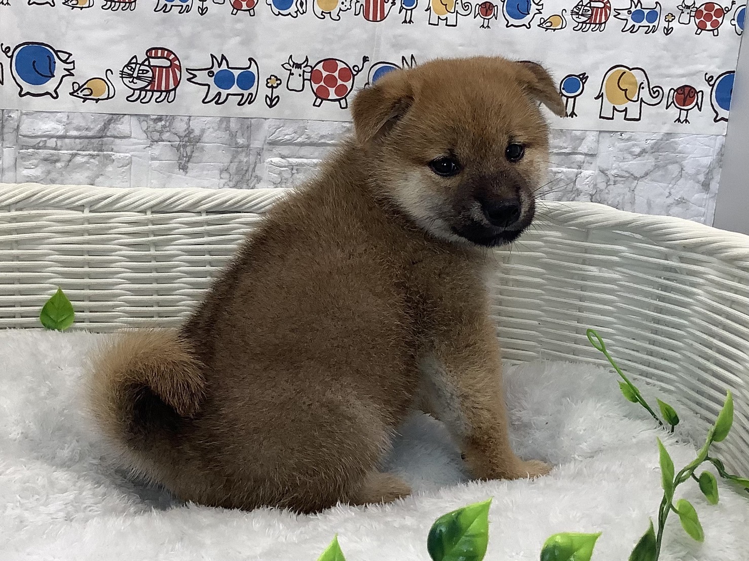 広島県の柴犬(標準サイズ) (マルエスペット広島段原ショッピングセンター店/2025年5月18日生まれ/女の子/赤)の子犬の3枚目の画像