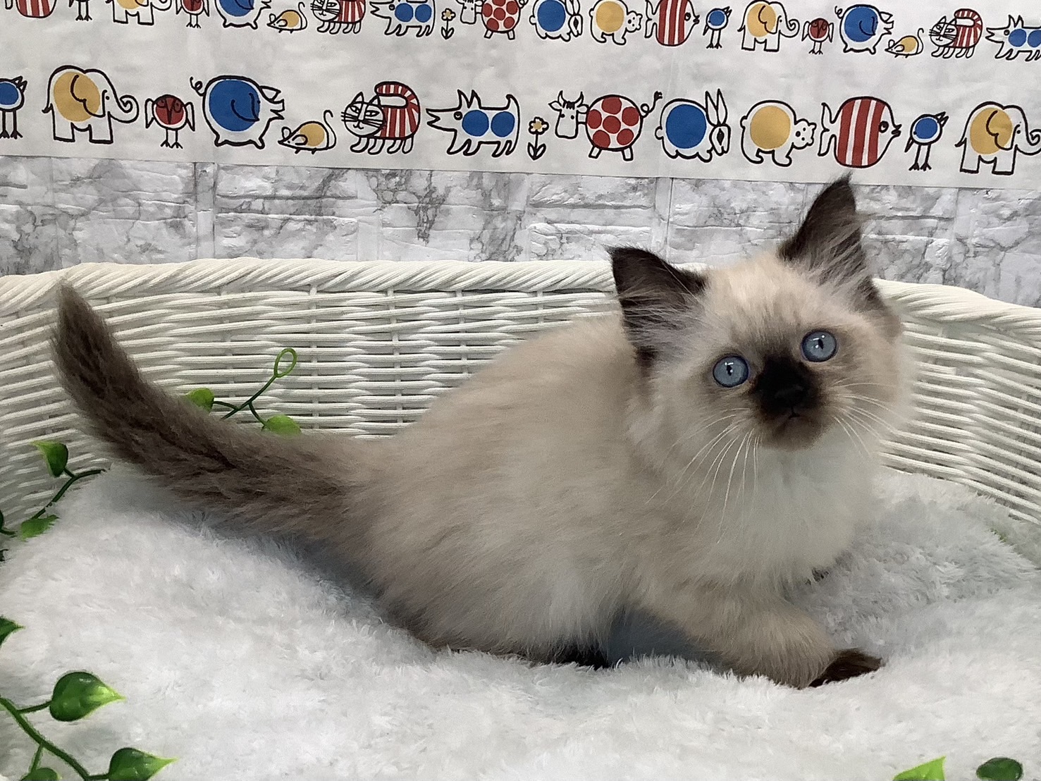 奈良県のヒマラヤン (マルエスペット はんな店/2025年5月18日生まれ/男の子/シールポイント)の子猫の2枚目の画像